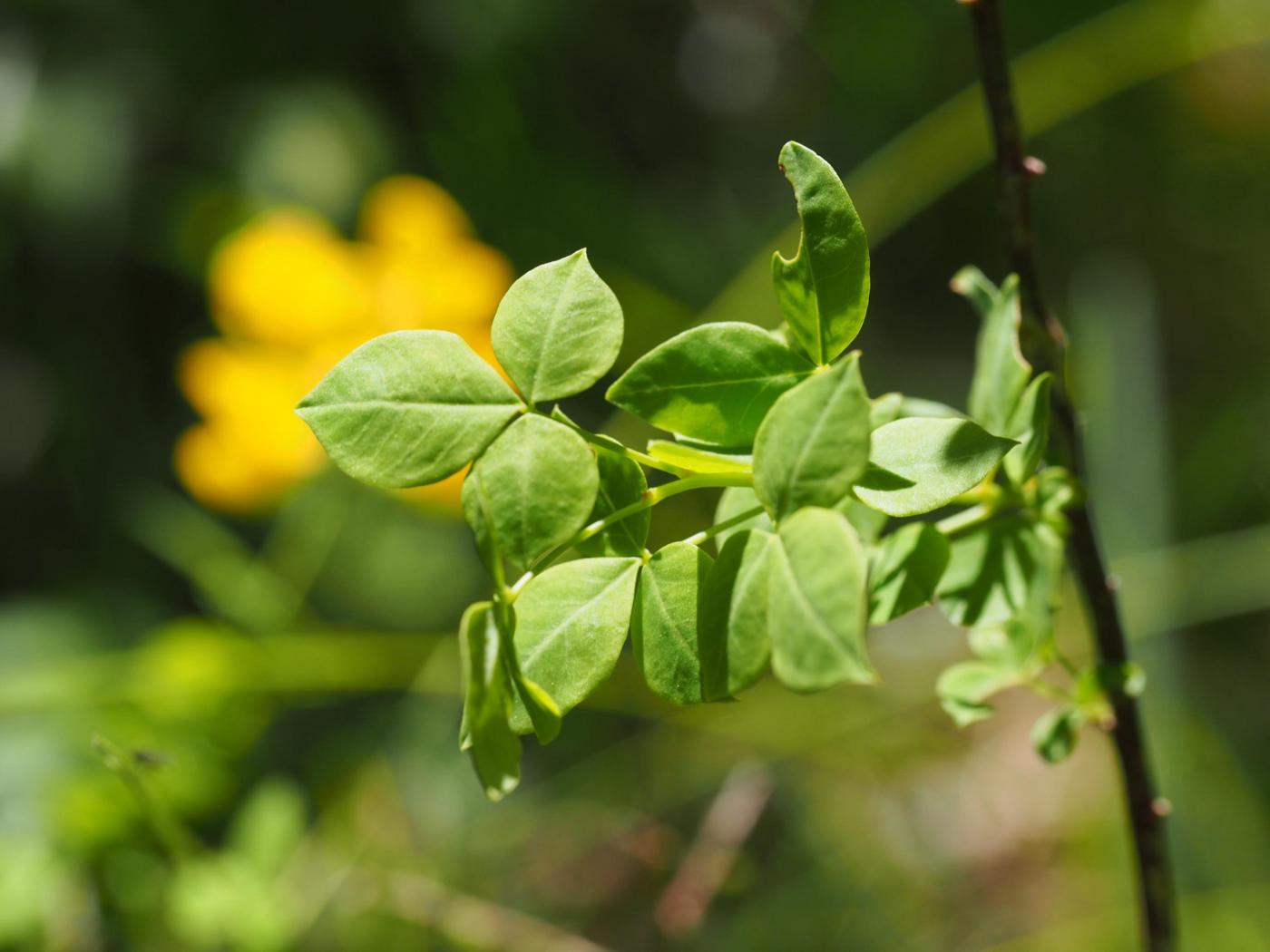 Broom, Sessile leaf